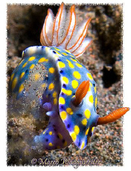 Hypselodoris Kanga nudibranch, Tukad Abu, Bali (Canon G9,... by Marco Waagmeester 